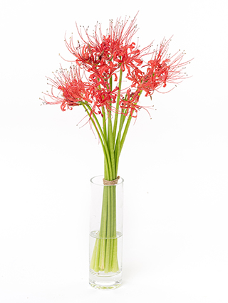 【生花】リコリス ラジアータ