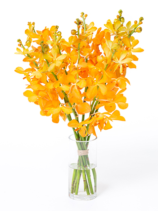 【生花】モカラ ブリティッシュオレンジ