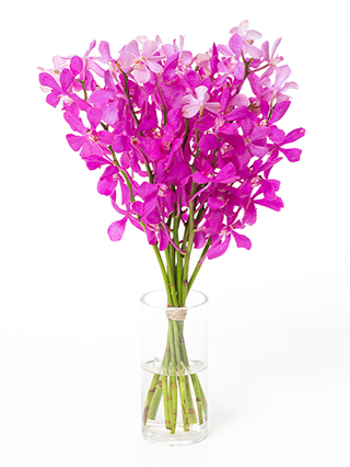 【生花】モカラ カリプソ