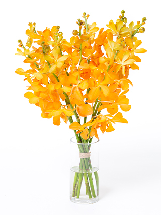 【生花】モカラ(オレンジ) 品種おまかせ