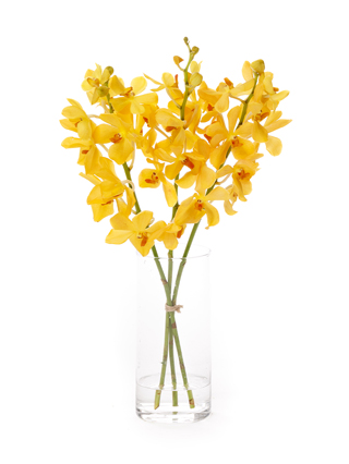 【生花】モカラ(黄) 品種おまかせ