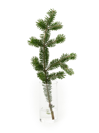 【生花】モミ枝