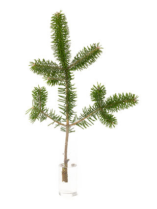 【生花】モミ 裏白樅