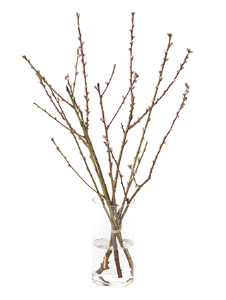 【生花】モモ(ピンク) 品種おまかせ