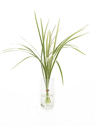 【生花】ミスカンサス 班入り