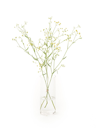 【生花】ミシマサイコ