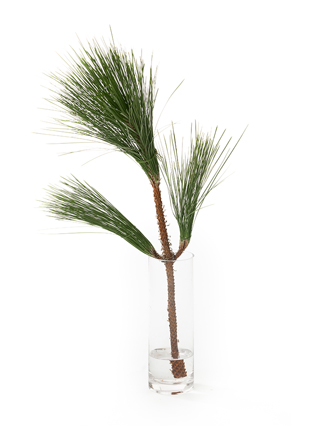 【生花】マツ　大王松