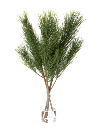 【生花】マツ　枝若松