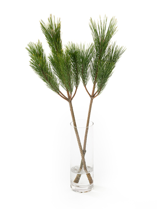 【生花】マツ　門松