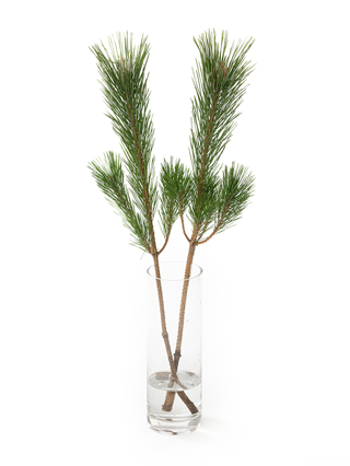 【生花】マツ　からげ松