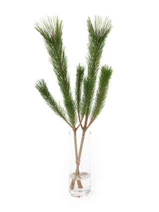 【生花】マツ　若松(3等)