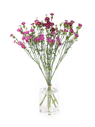 【生花】ナデシコ(ダイアンサス) ラフィーネジョリー