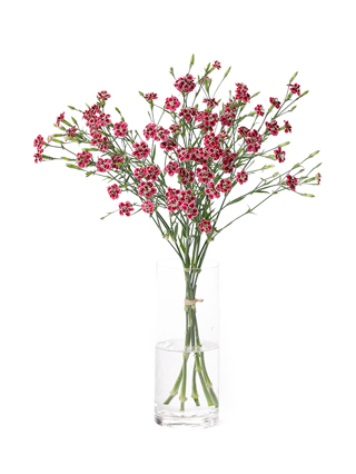 【生花】ナデシコ(ダイアンサス) ラフィーネカグラ