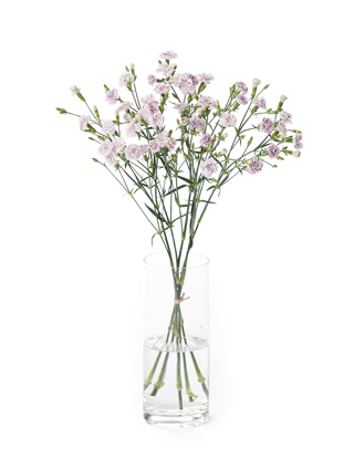 【生花】ナデシコ(ダイアンサス) ラフィーネピア