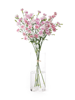 【生花】ナデシコ(ダイアンサス) ラフィーネティア