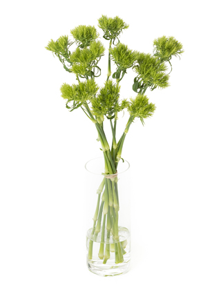 【生花】ナデシコ(ダイアンサス) てまり草