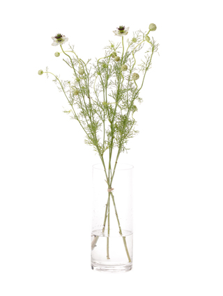 【生花】ニゲラ アフリカンブライド