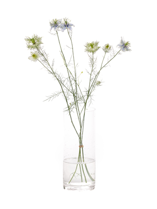 【生花】ニゲラ イスタンブール