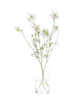 【生花】ニゲラ マルベリーローズ