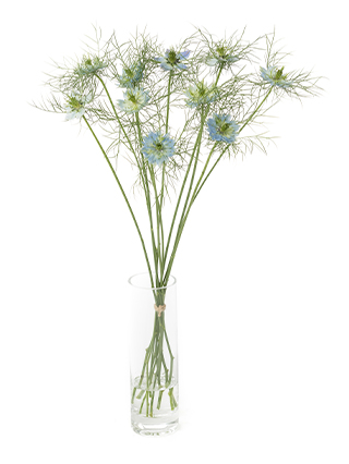 ぶたのはな　ブルゲリラ 08直前FJ】ニゲラ デルフトブルー(白〜紫複色系※)50CM【生花
