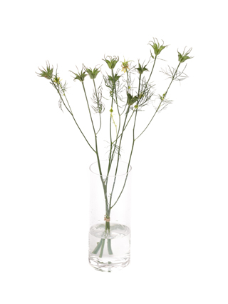 【生花】ニゲラ トランスフォーマー