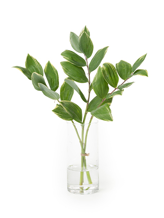 【生花】ナルコラン(緑) 品種おまかせ