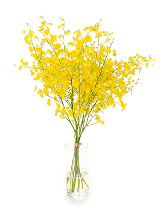 【生花】オンシジューム ハニーエンジェル