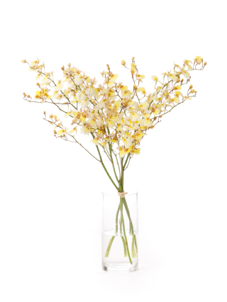 【生花】オンシジューム サマースノー