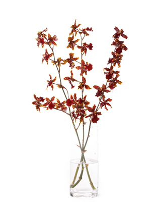 【生花】オンシジューム ワイルドキャット