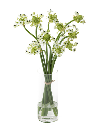 【生花】オーニソガラム(白) 品種おまかせ