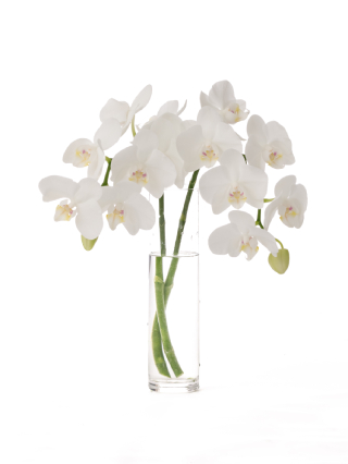 【生花】胡蝶蘭 アマビリス