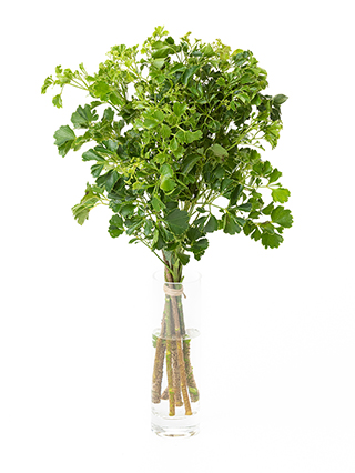 【生花】ポリシャス(緑) 品種おまかせ