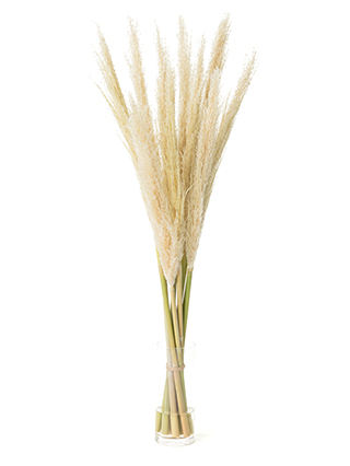 【生花】パンパスグラス(アプリコット) 品種おまかせ