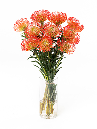 【生花】ピンクッション サクセッション