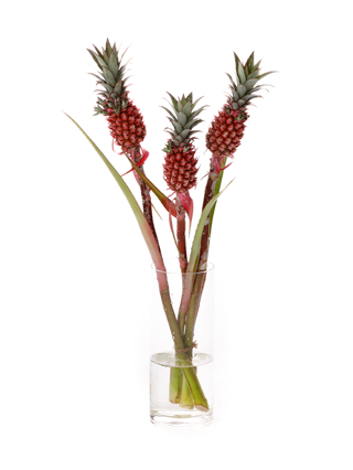 【生花】パイナップル サンゴパイン