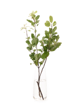 【生花】ピットスポラム アイリーンパターソン