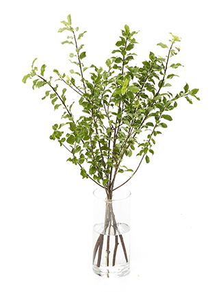 【生花】ピットスポラム マウンテングリーン