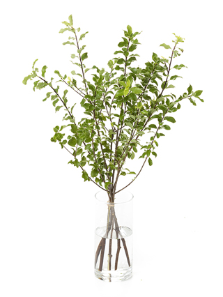 【生花】ピットスポラム(緑) 品種おまかせ