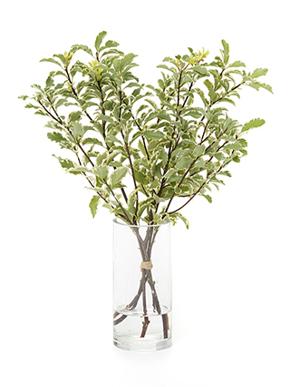 【生花】ピットスポラム シルバークイーン