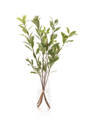 【生花】ピットスポラム テヌイフォリウム