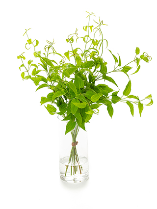 【生花】リキュウソウ(緑) 品種おまかせ