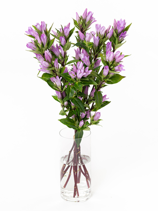 【生花】リンドウ(ピンク) 品種おまかせ