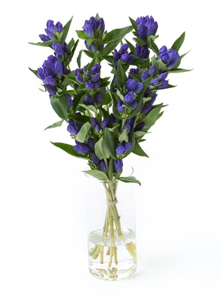 【生花】リンドウ(紫) 品種おまかせ