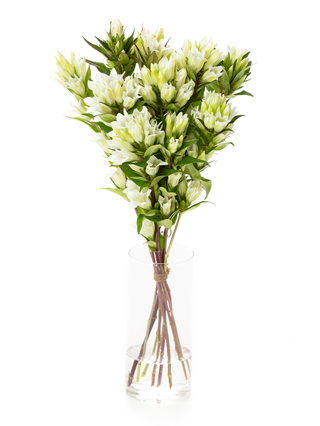 【生花】リンドウ(白) 品種おまかせ