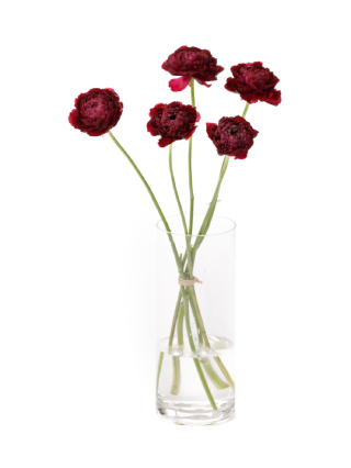 【生花】ラナンキュラス(モロッコ) レッドチップ