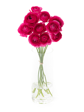 【生花】ラナンキュラス 紅てまり