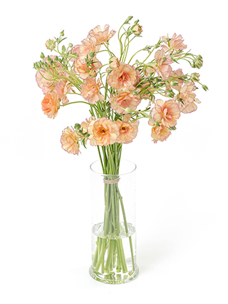 【生花】ラナンキュラス(ラックス) エリス