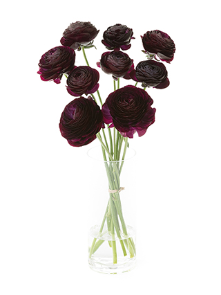 【生花】ラナンキュラス ギルタブ