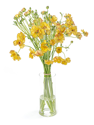 【生花】ラナンキュラス(ラックス) サティロス