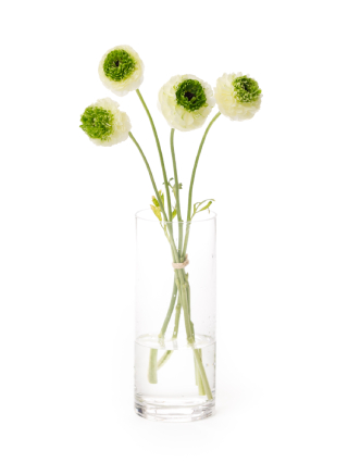 【生花】ラナンキュラス ホワイトヴェール